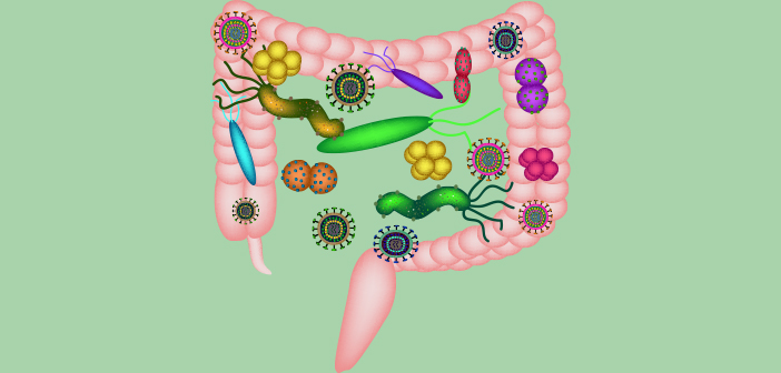 Bakterier i tarmsystemet